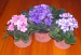 květináčky na fialky